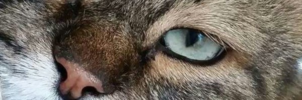 ale_ela75 Profile Banner