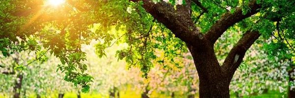 Pthb_pall_care Profile Banner