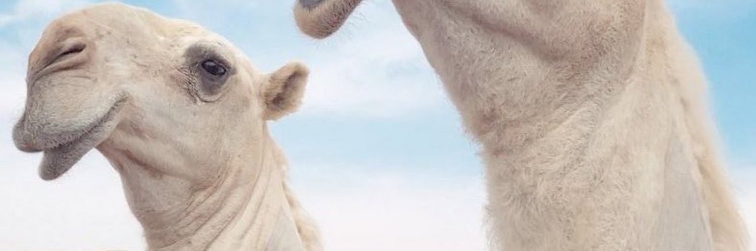 16Doodee's profile banner image