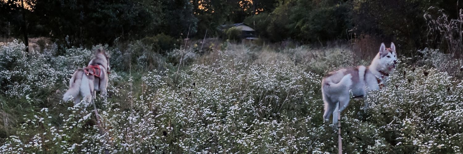 GeorgiaBodle's profile banner image