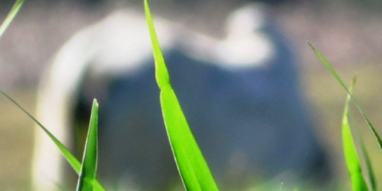 Guarovet's profile banner image