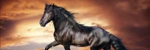 GallucciPaul's profile banner image