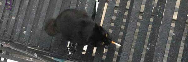 lariscinha's profile banner image