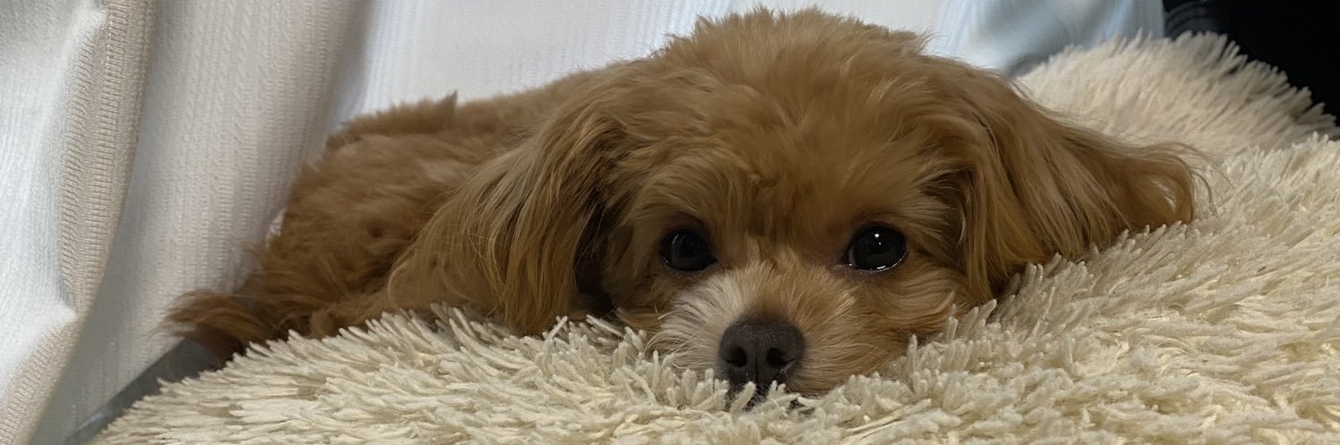 👸まっこぴーまん🫑 banner