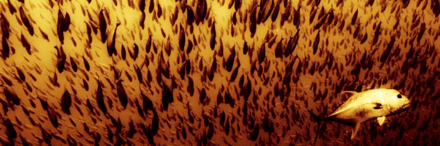 tanguy chatel banner