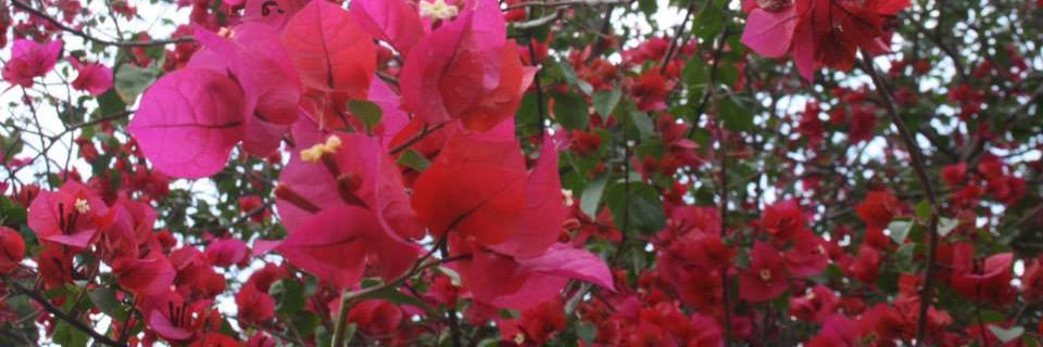sc_barbara's profile banner image