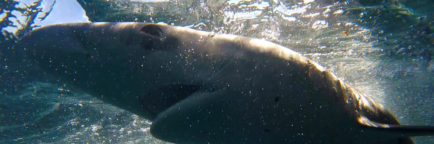 Scarlett Taylor 🦈 banner