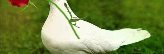 IPreman's profile banner image
