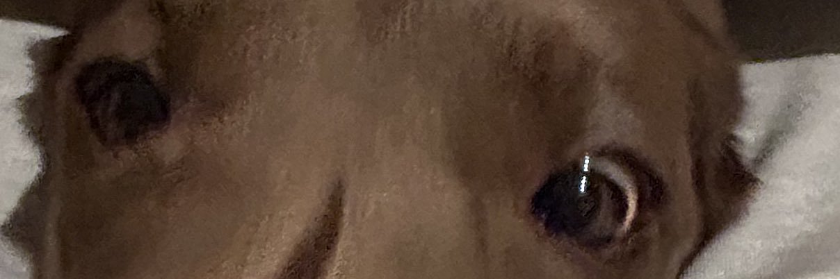 carmecorrech's profile banner image