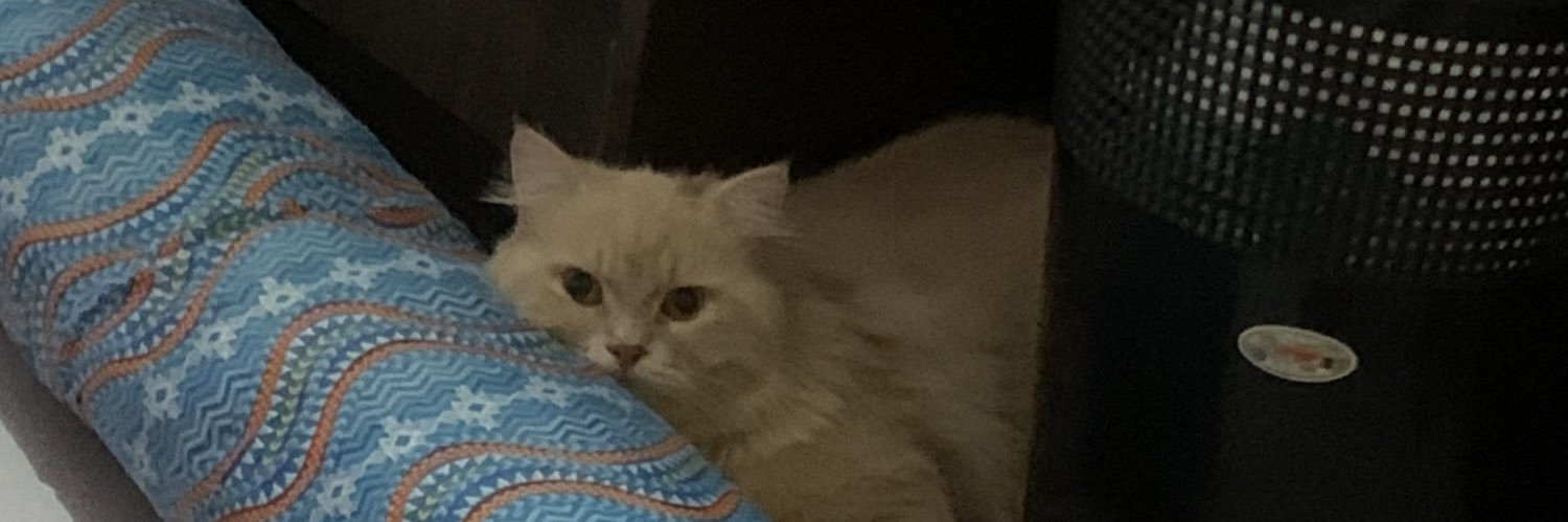 lostfrog_'s profile banner image