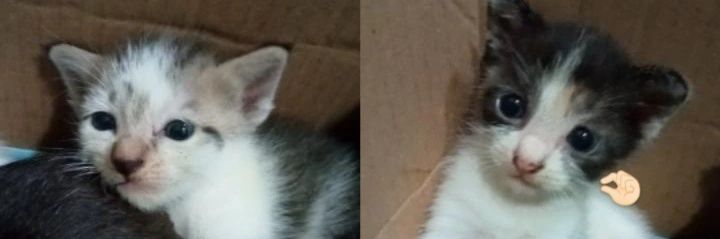 asaaaayang's profile banner image