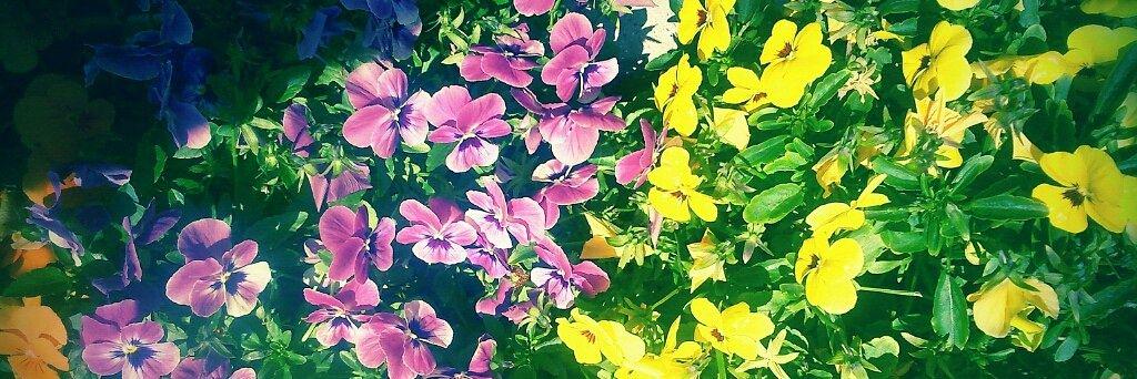 AlbaTejo's profile banner image