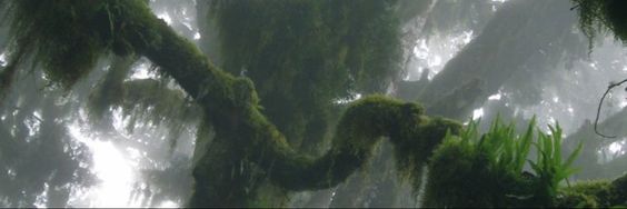 SuperFern17's profile banner image