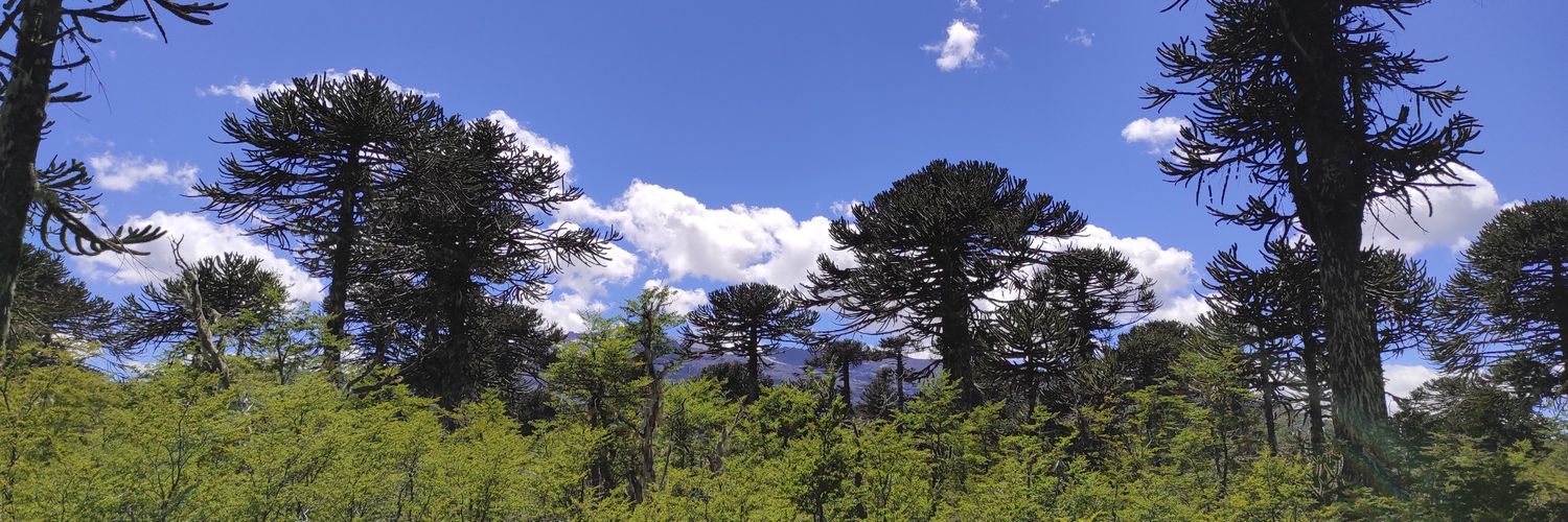 P_Correa's profile banner image