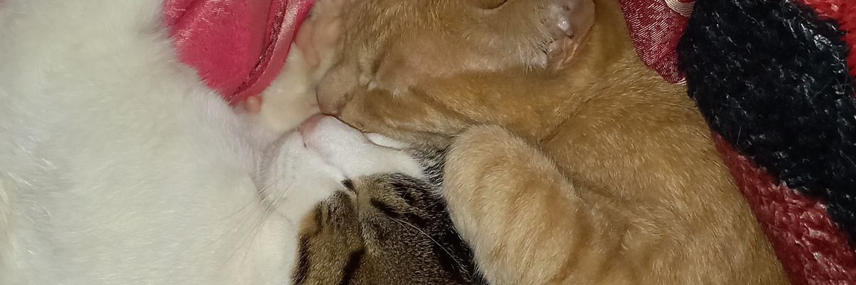 _lauraadaniela_'s profile banner image