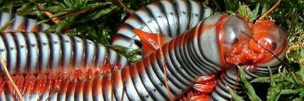 bichocriatura Profile Banner
