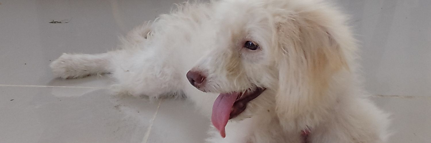 githebully's profile banner image