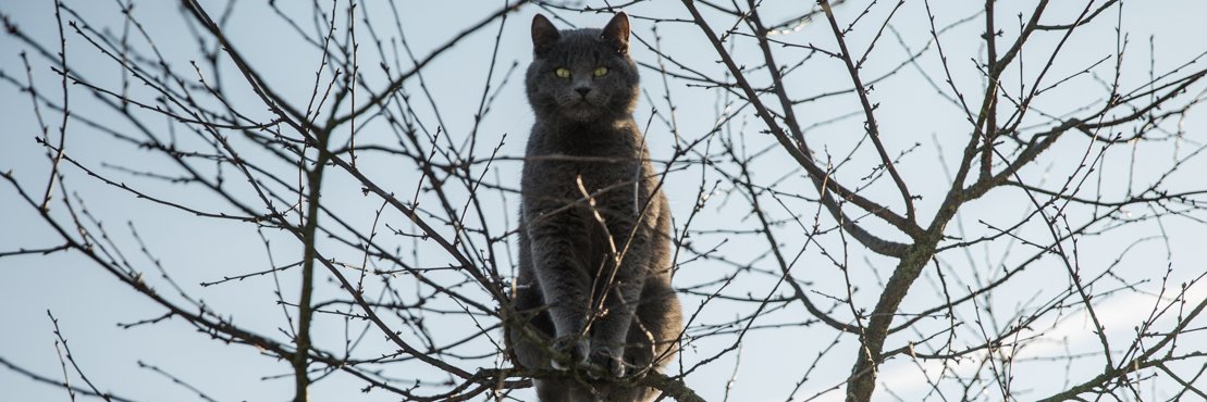 Кот Шурик из Беловежской пущи и его большая семья's banner