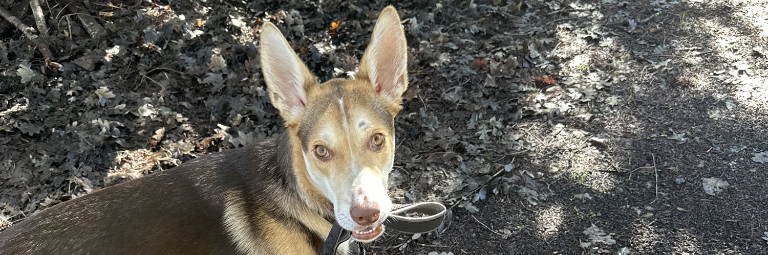 Lindsay graham stan banner