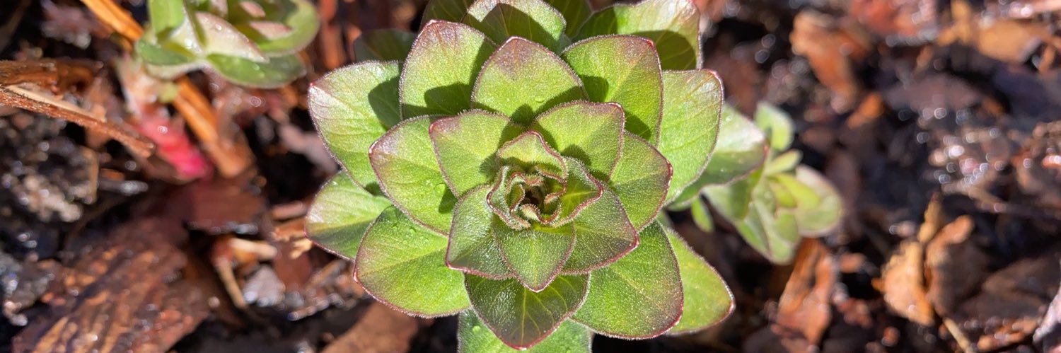 Filiz Günsür banner