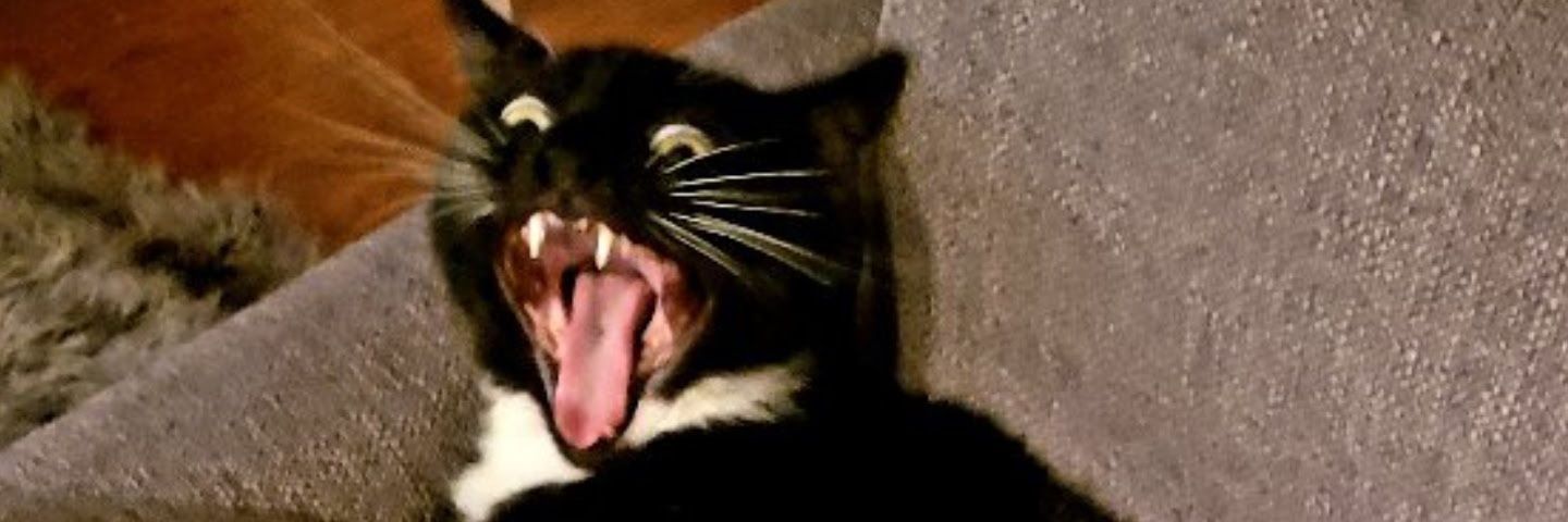 merdog12's profile banner image