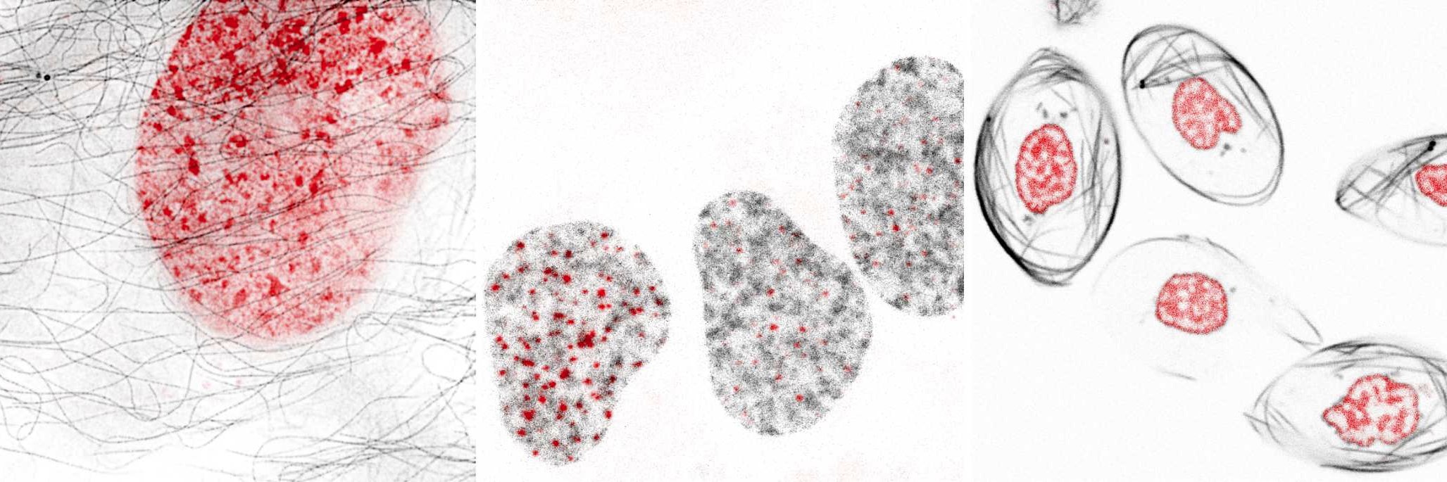 Chromatin labeling and imaging's banner