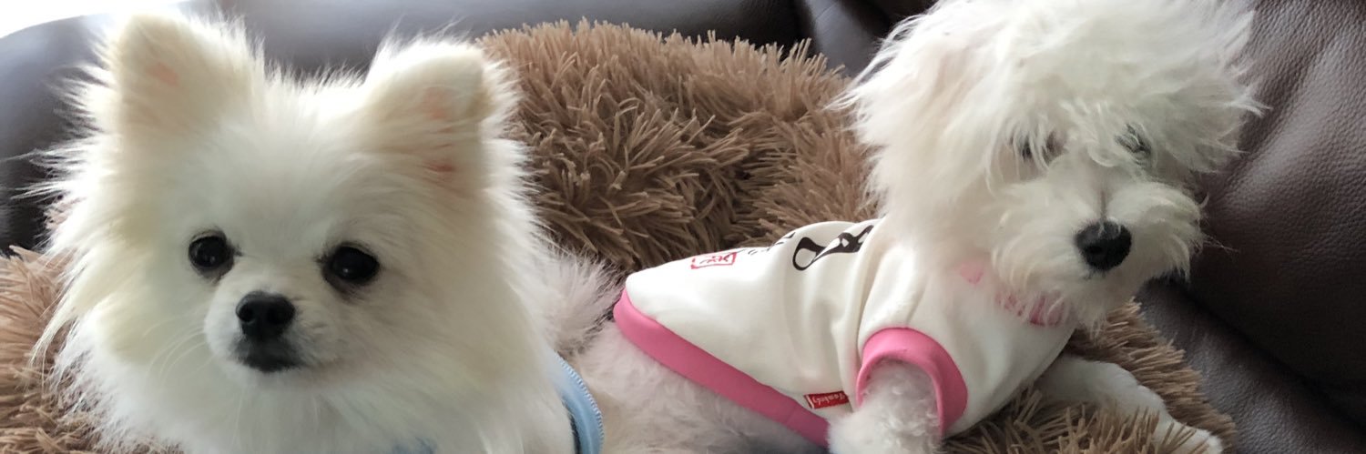 元保護犬🐶成長日記 banner