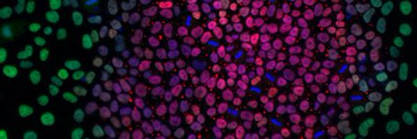 SantosLaB8 Profile Banner