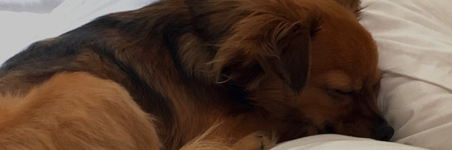 ptrcadamss's profile banner image