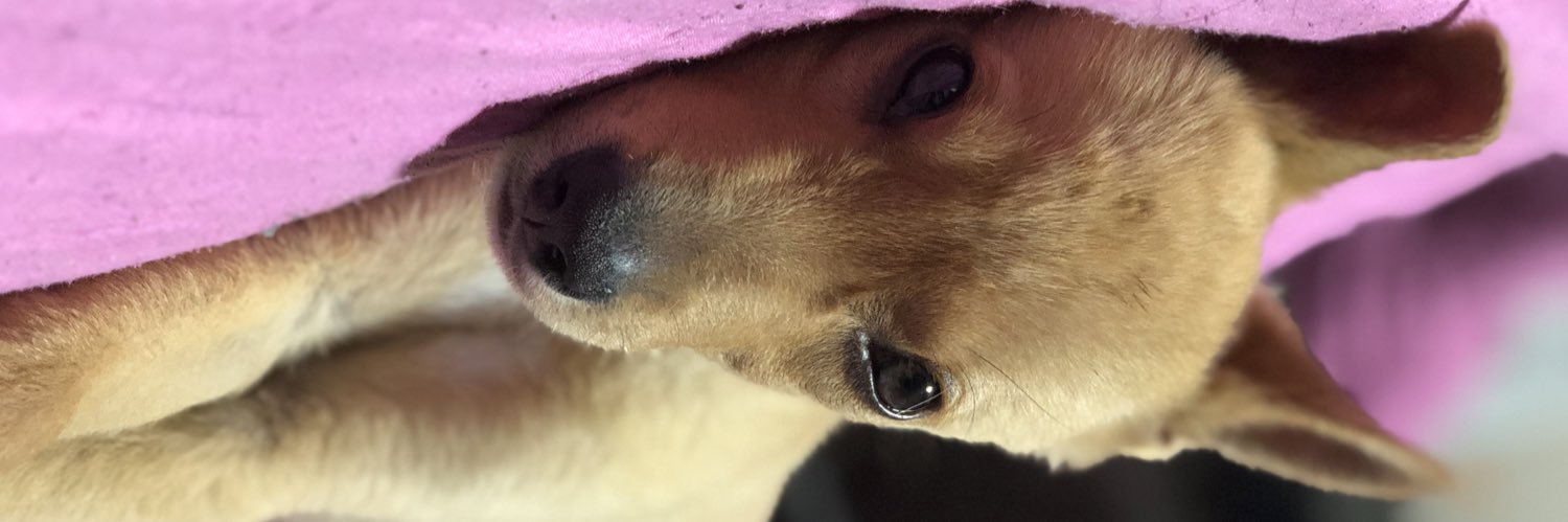 ChiaraWibratt's profile banner image