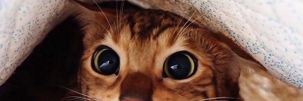 petercat_'s profile banner image