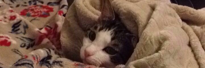 أنيس🇩🇿 banner