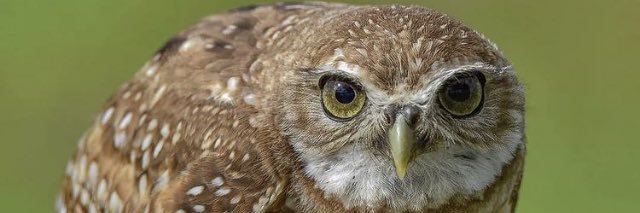 Daniel Riddle banner