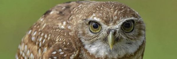 birdcrazed6 Profile Banner