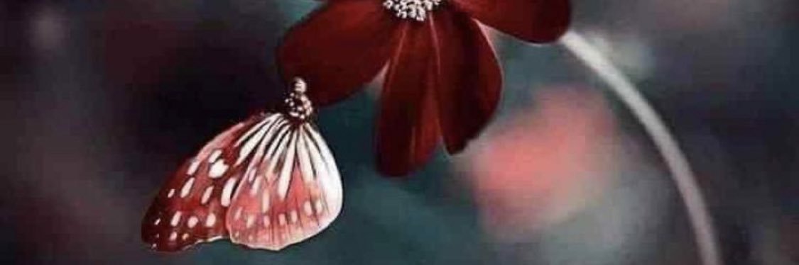 د. ماجدة الصعيب banner