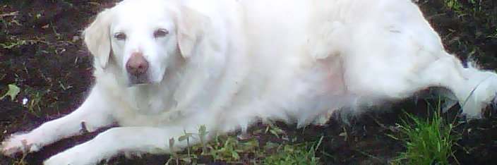seniordogs15's profile banner image