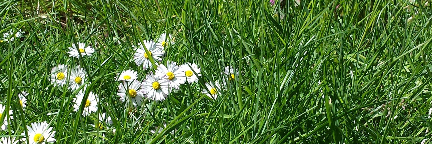 hausmuehle's profile banner image
