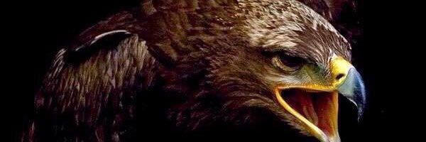celebcioglu_e's profile banner image