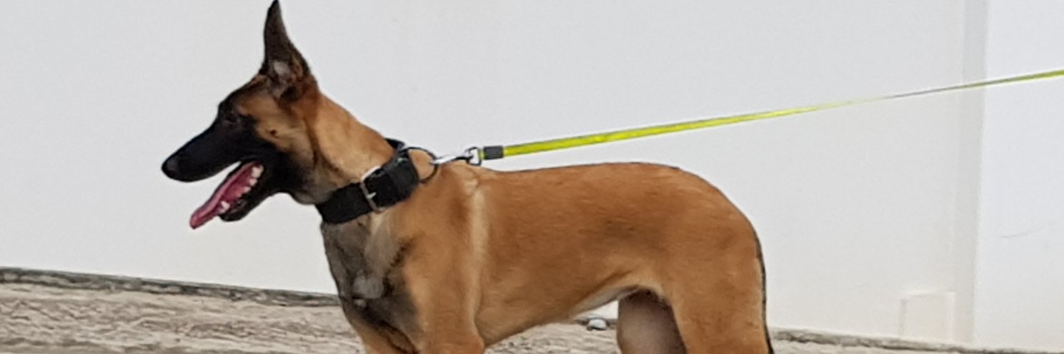 Johan Janssen banner