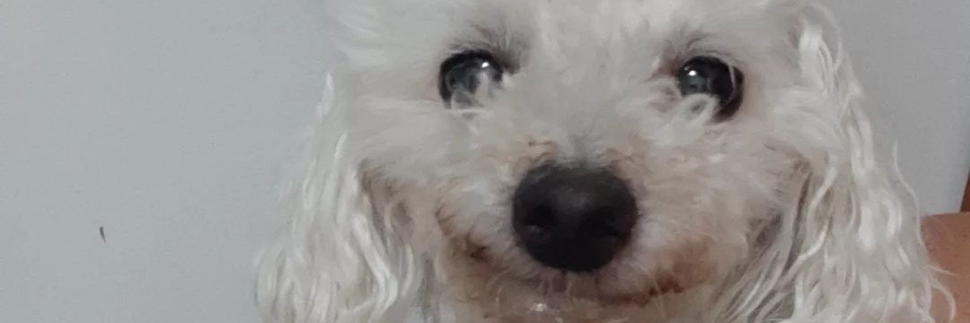 viooooooooleta's profile banner image