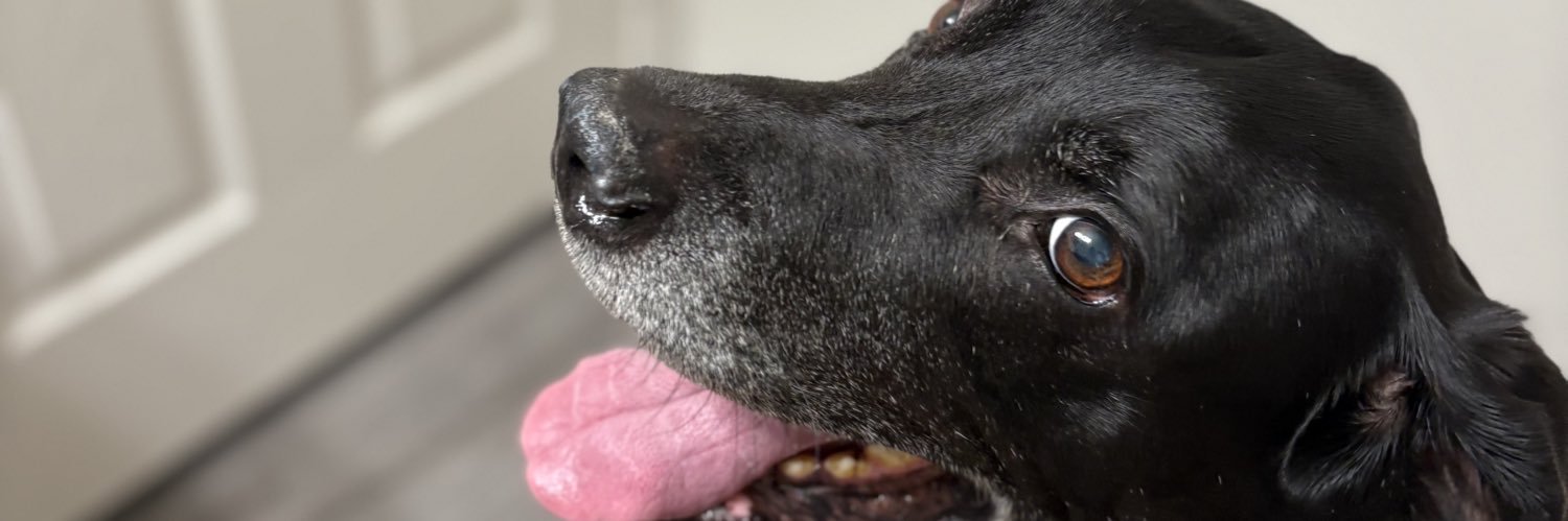 Elizabeth Knutson🎙️🦖⚢ | Voice Actor banner