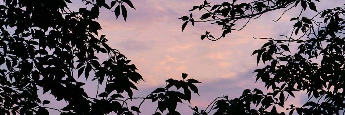 𝙈𝙞𝙠𝙖𝙠𝙤。 banner