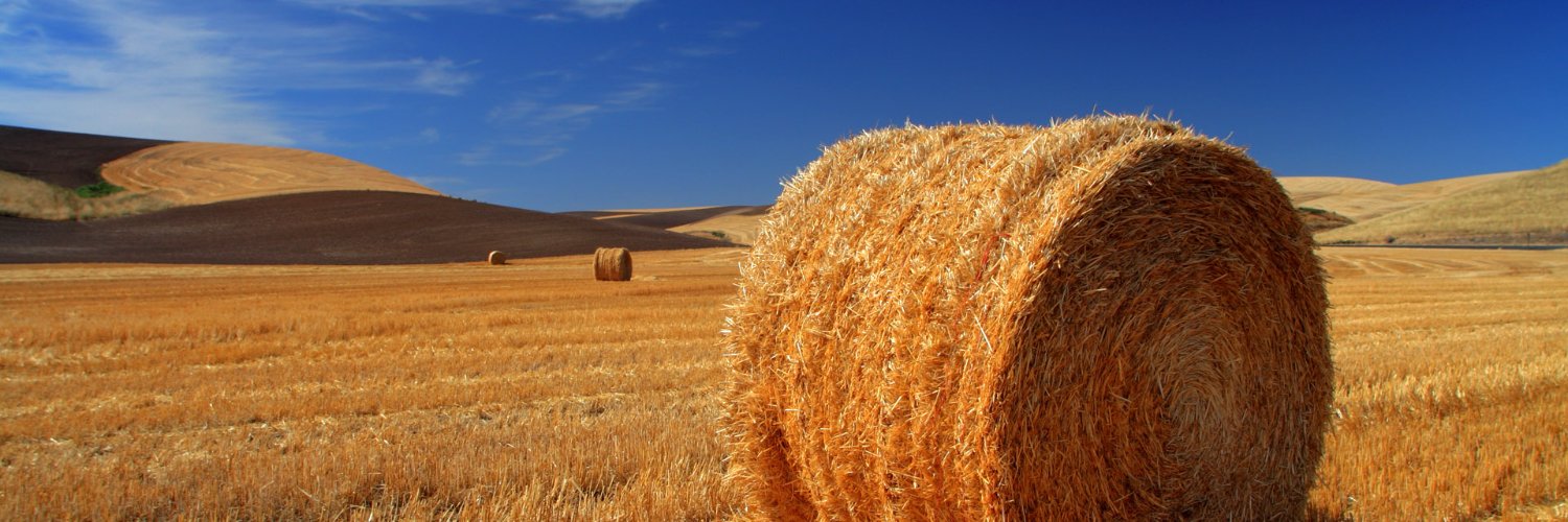 SyedSad55395978's profile banner image