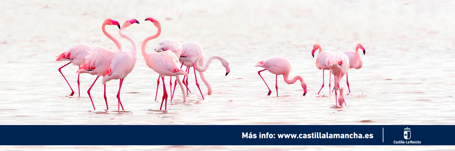 Gobierno de Castilla-La Mancha banner