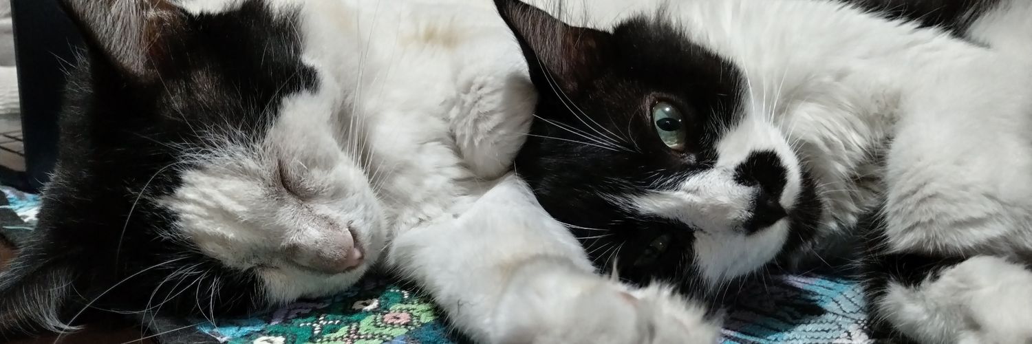 Liss, la de los chuchos y los gatos banner