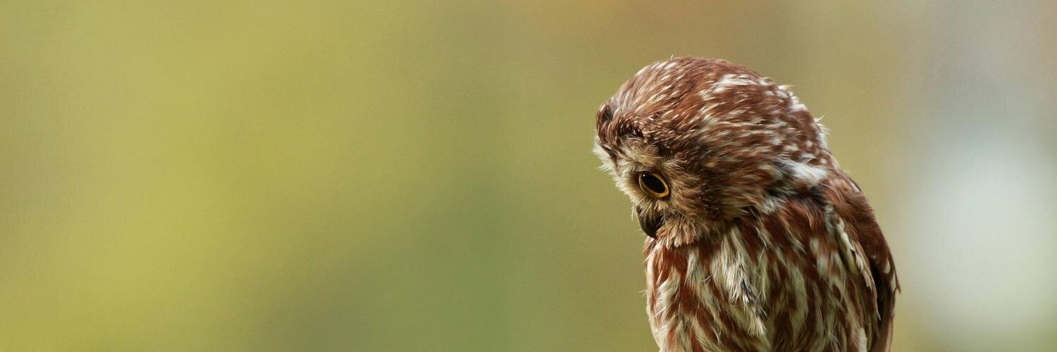 Vladimir A Filonov banner