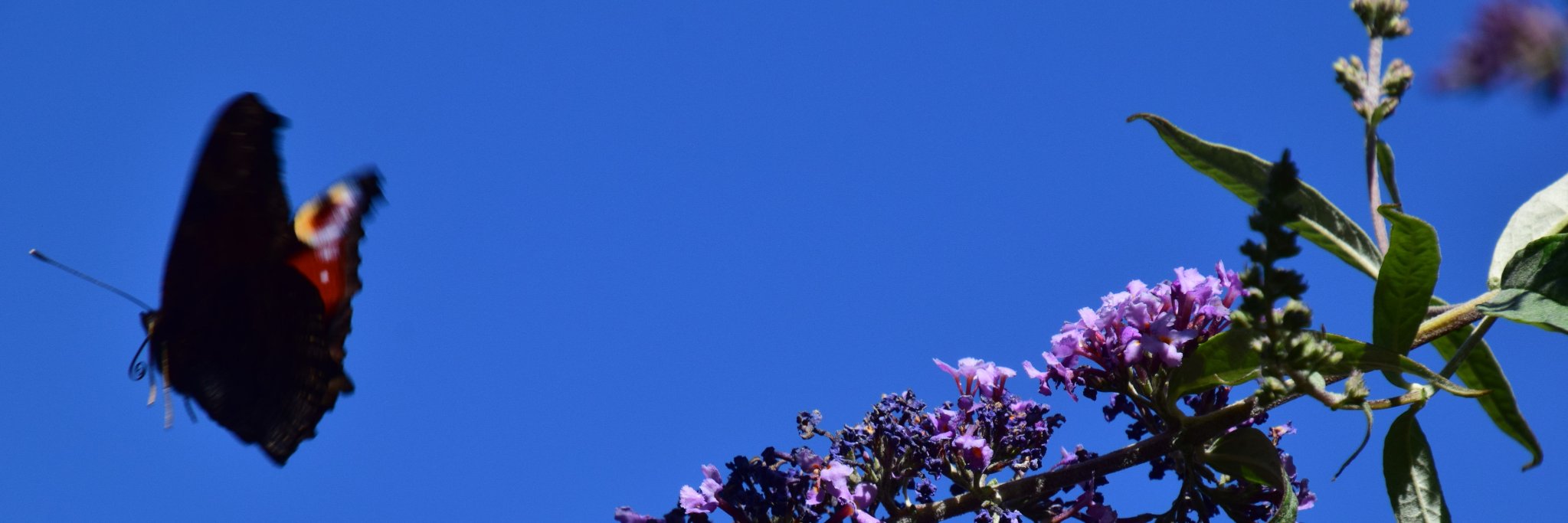 jutphaas's profile banner image