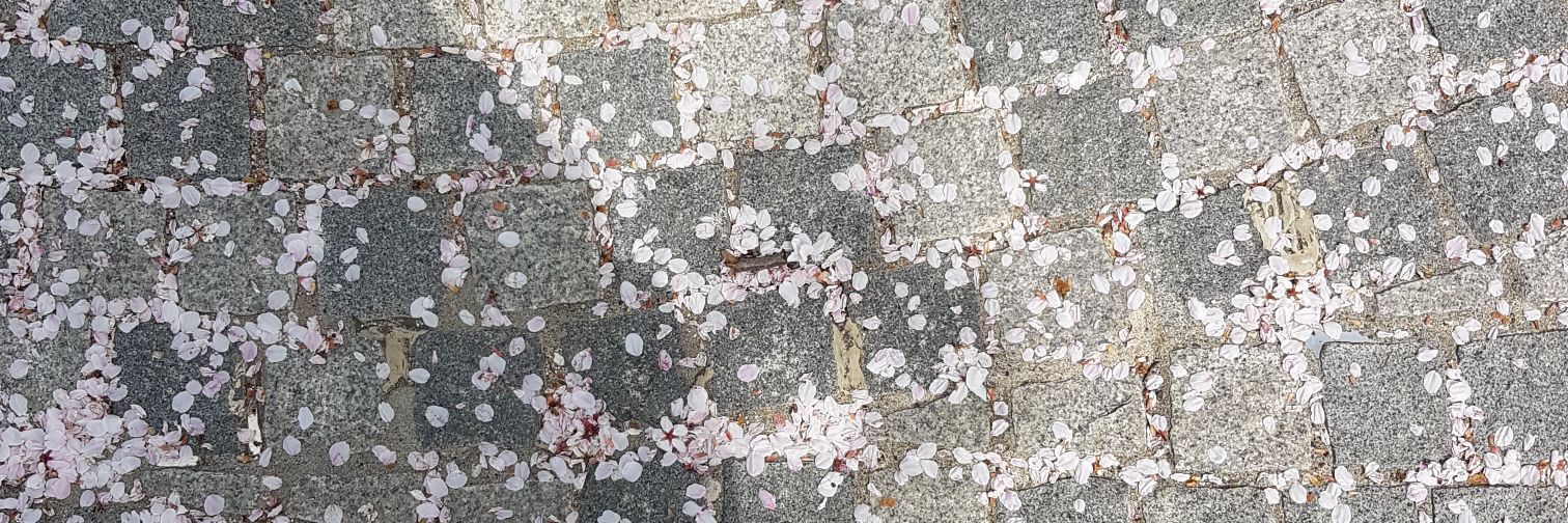 nasyabellamy's profile banner image