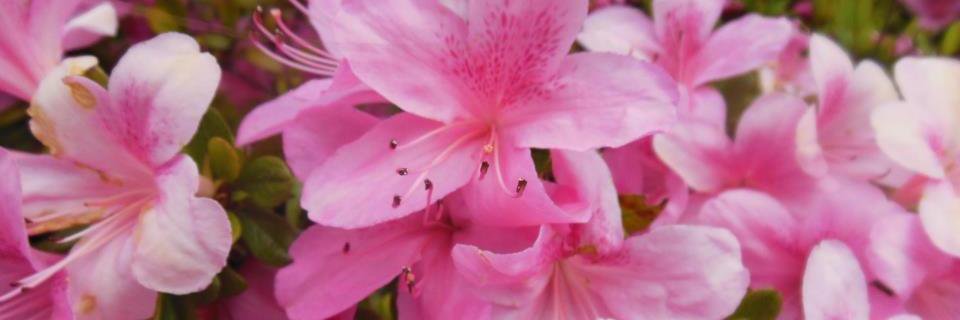 laurelrose99's profile banner image