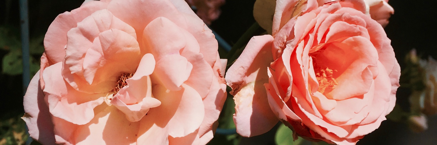 gardenminx's profile banner image